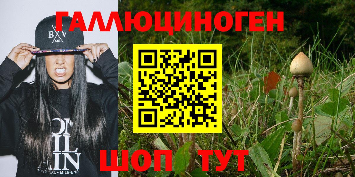 Галлюциногенные грибы Psilocybe Саратов